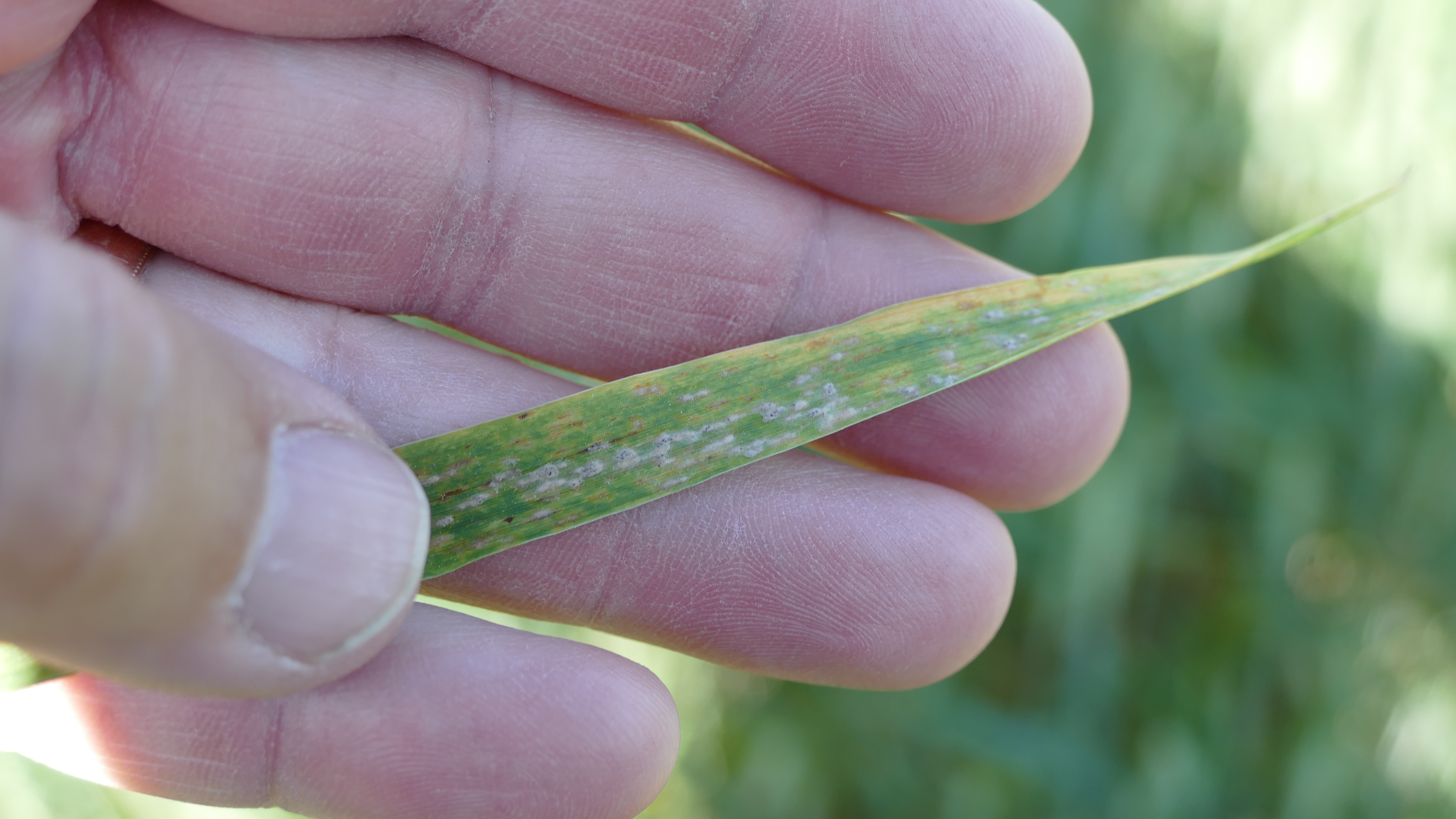 Wheat with powdery mildew.